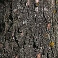 Nature Tree Trunk 060
