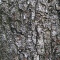 Nature Tree Trunk 062