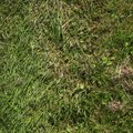 Nature Grass 031