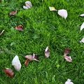 Ground Leaves 005