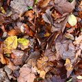 Ground Leaves 010