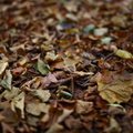 Ground Leaves 013