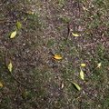 Ground Leaves 001