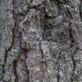 Nature Tree Trunk 068