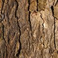 Nature Tree Trunk 089