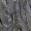 Nature Tree Trunk 092