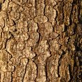 Nature Tree Trunk 105