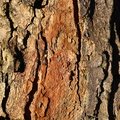 Nature Tree Trunk 107