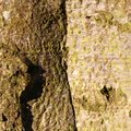 Nature Tree Trunk 110