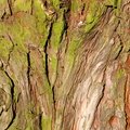 Nature Tree Trunk 113