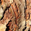 Nature Tree Trunk 114