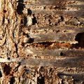 Nature Tree Trunk 075