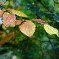 Nature Leaves 016