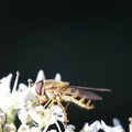 Fauna Insects 043