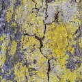 Nature Lichen 065