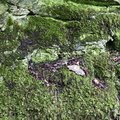 Nature Moss 045