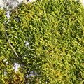 Nature Moss 038