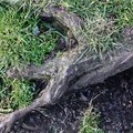 Nature Tree Roots 010