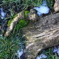 Nature Tree Roots 011