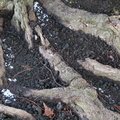 Nature Tree Roots 017