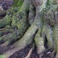 Nature Tree Roots 018