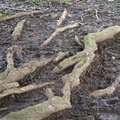 Nature Tree Roots 022