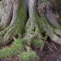 Nature Tree Roots 023