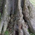 Nature Tree Roots 026
