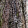Nature Tree Trunk 226