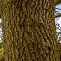 Nature Tree Trunk 229