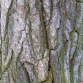 Nature Tree Trunk 122