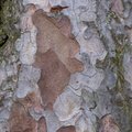 Nature Tree Trunk 123