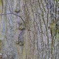 Nature Tree Trunk 126