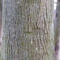 Nature Tree Trunk 128