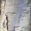 Nature Tree Trunk 130