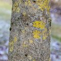 Nature Tree Trunk 131