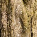 Nature Tree Trunk 139