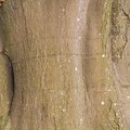 Nature Tree Trunk 141