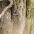 Nature Tree Trunk 142