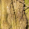Nature Tree Trunk 157