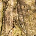 Nature Tree Trunk 158