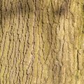 Nature Tree Trunk 160