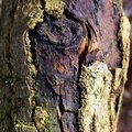 Nature Tree Trunk 164