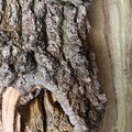 Nature Tree Trunk 165