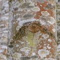Nature Tree Trunk 167