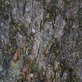 Nature Tree Trunk 169