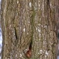 Nature Tree Trunk 170