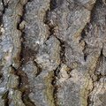Nature Tree Trunk 174