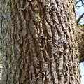 Nature Tree Trunk 176