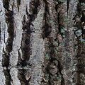Nature Tree Trunk 189